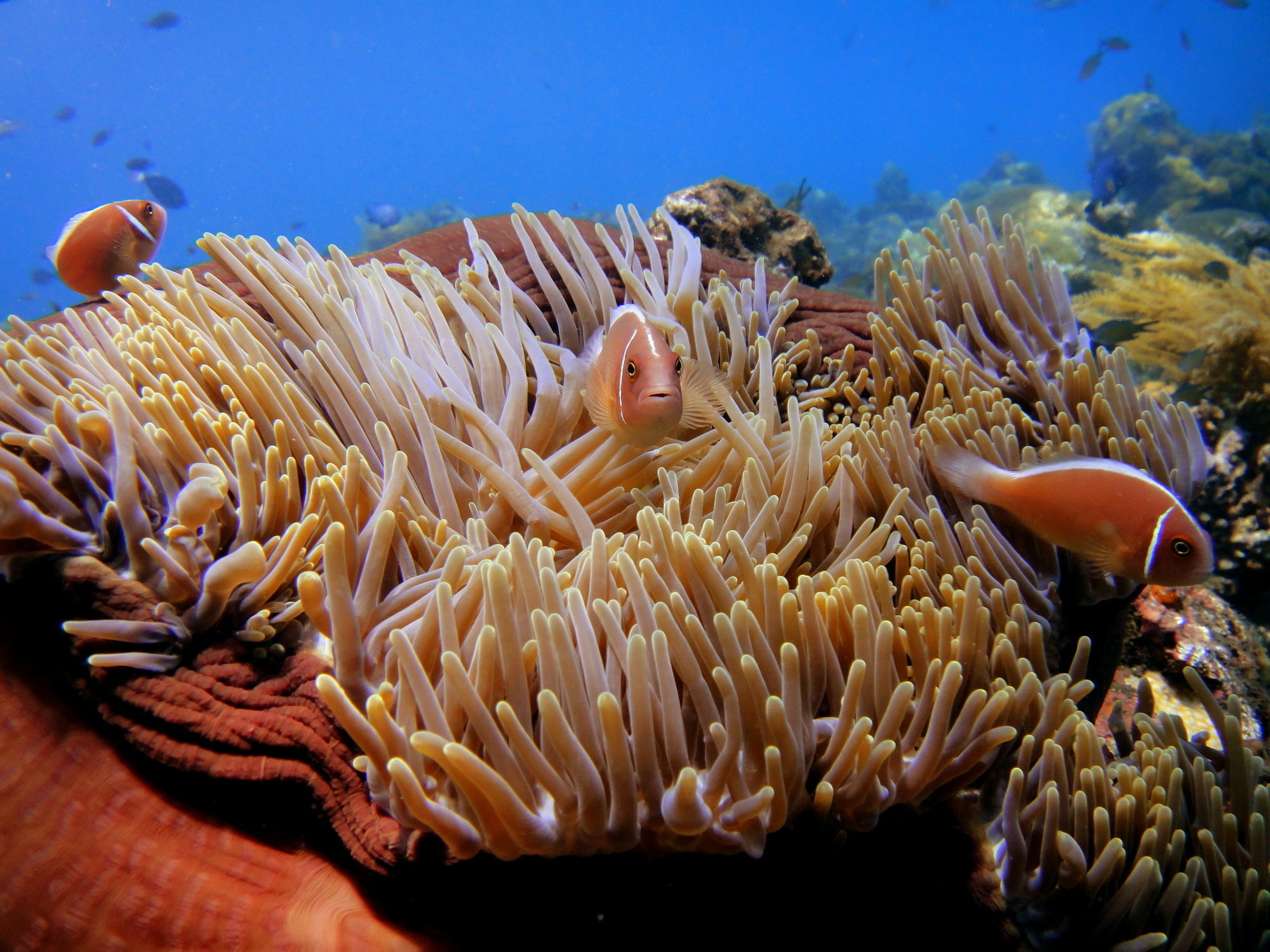 Arya Amed Beach Resort And Dive Center Екстериор снимка